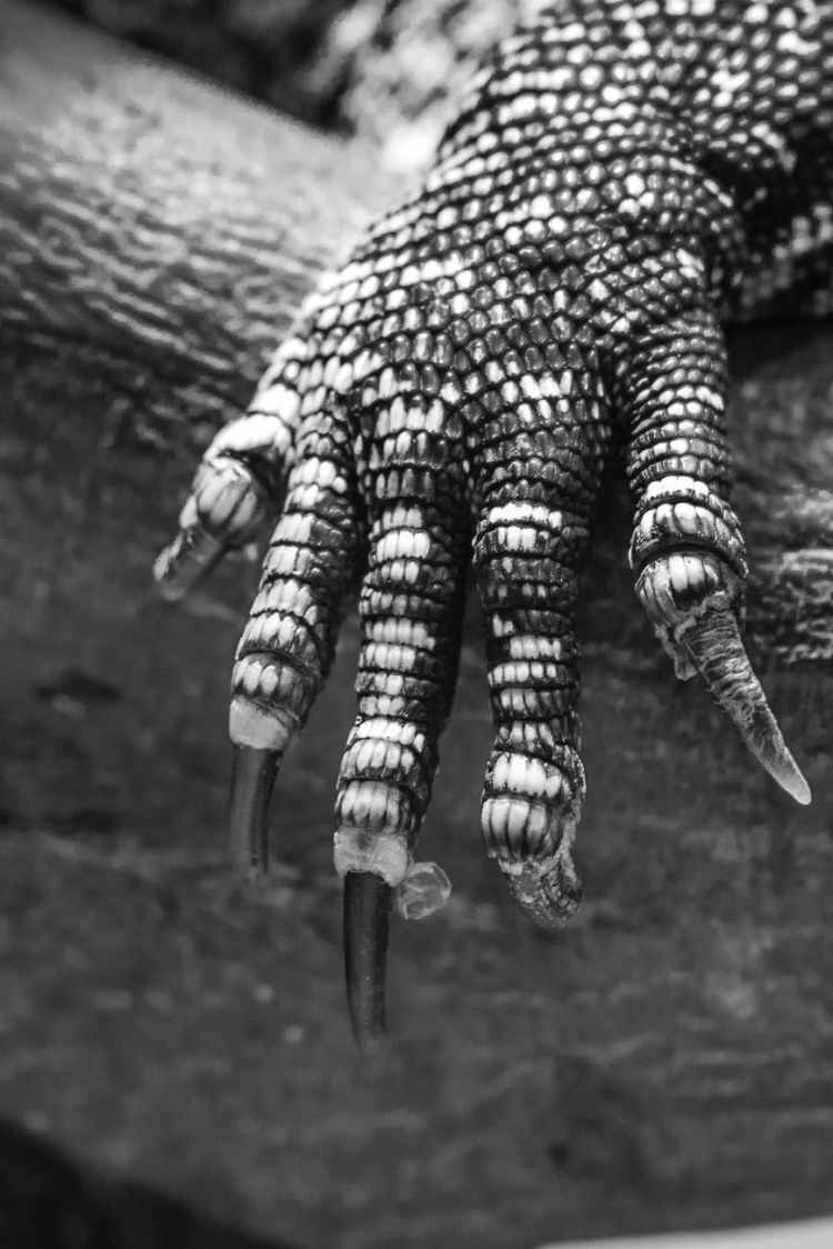 grayscale photo of monitor lizard s arm
