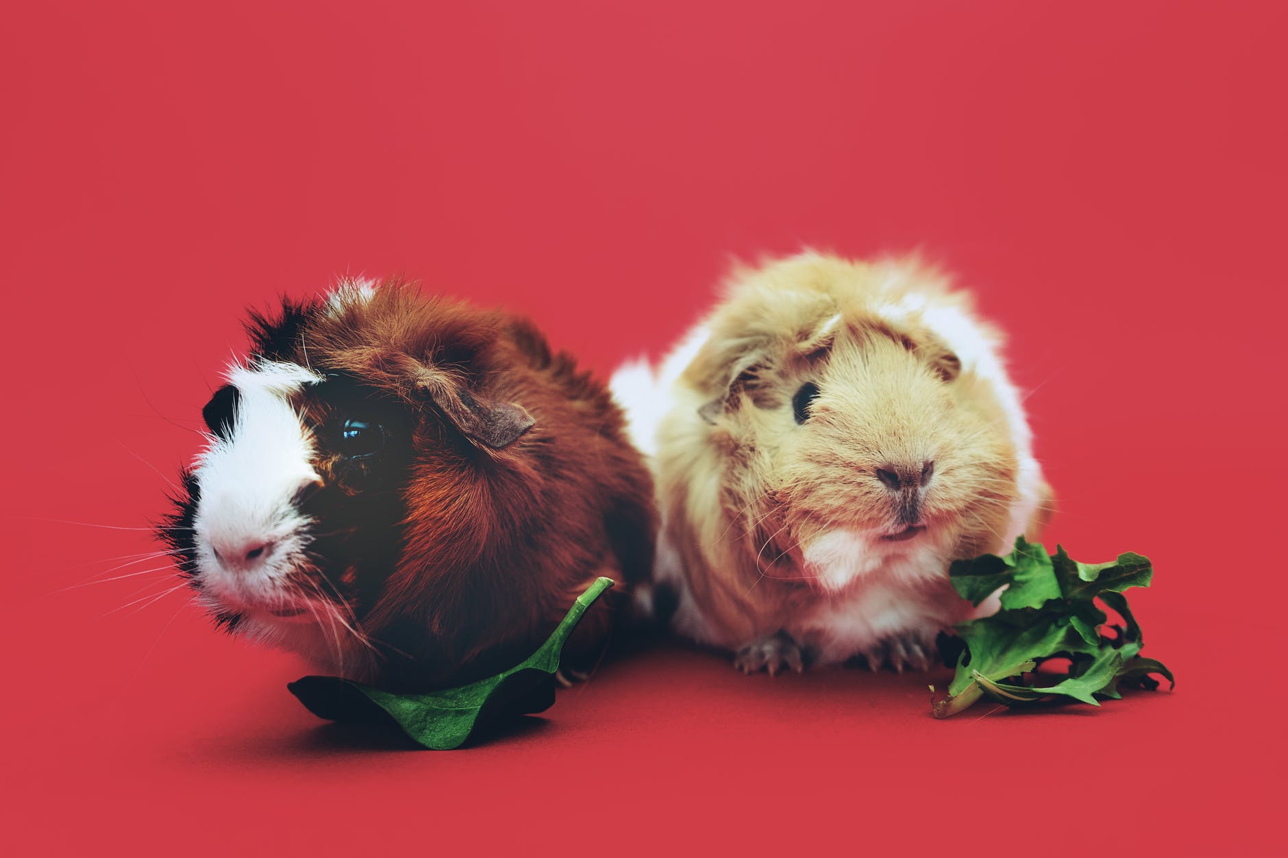 two brown and beige guinea pigs